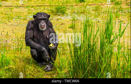 Closeup ritratto di un western scimpanzé titolare di alcuni alimenti, zoo di alimentazione degli animali in pericolo critico specie di primati dall'Africa Foto Stock