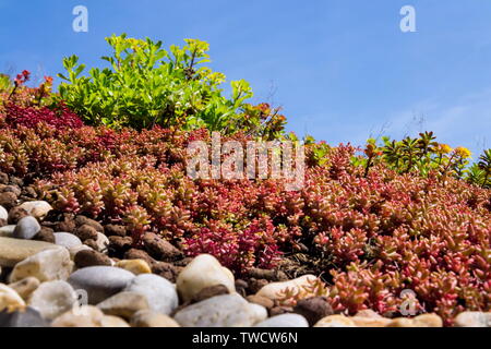 Clorful vivere verde ampia sod dettaglio del tetto coperto di vegetazione prevalentemente stonecrop effeminato, soleggiata giornata estiva Foto Stock