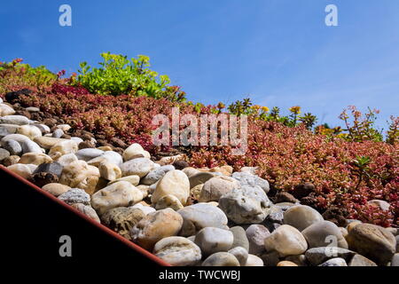 Clorful vivere verde ampia sod dettaglio del tetto coperto di vegetazione prevalentemente stonecrop effeminato, soleggiata giornata estiva Foto Stock