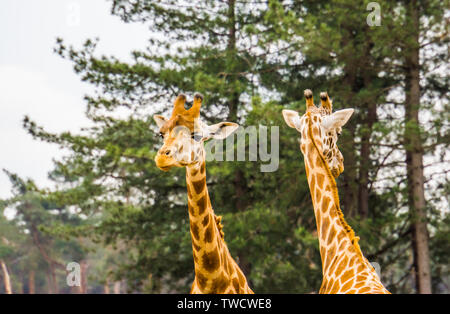 Paio di nubian giraffe testa, sotto la specie del nord la giraffa, specie gravemente minacciate specie animale dall'Africa Foto Stock