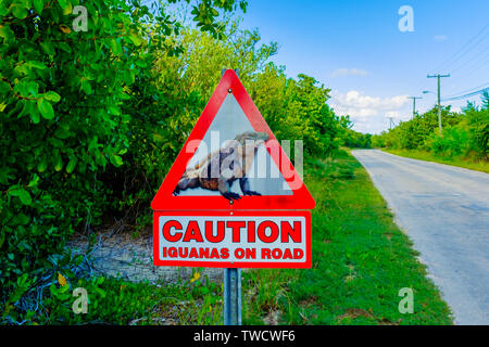 Cartello stradale di trovare su una piccola isola Cayman driver di avvertimento di iguana sulla strada Foto Stock