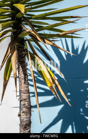 Le ombre dei rami di alberi e foglie su le mura urbane in condizioni di luce solare intensa Foto Stock
