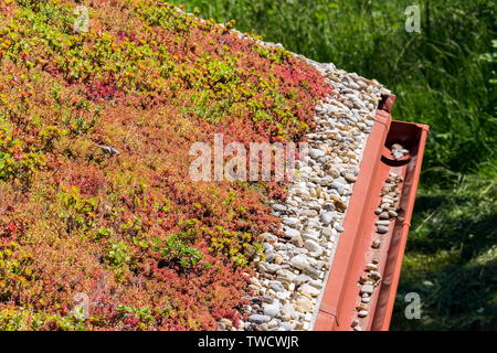 Clorful vivere verde ampia sod dettaglio del tetto coperto di vegetazione prevalentemente stonecrop effeminato, soleggiata giornata estiva Foto Stock