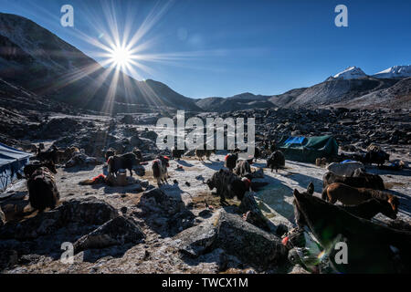 Sun e pack animali a Jichu Dramo camp, Wangdue Phodrang district, Snowman Trek, Bhutan Foto Stock