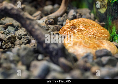 Due argentini cornuto rana o Ceratophrys ornata nel serbatoio Chiudi vista Foto Stock