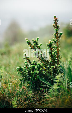 Giovani piccolo abete con gocce d'acqua nella foresta. Rugiada di mattina su Abete rami con prato in background. Le gocce di pioggia sul verde abete filiale. Foto Stock