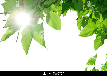 Lo sfondo con il sole che splende attraverso le foglie verdi Foto Stock