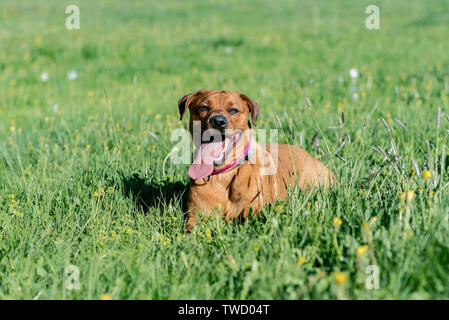 Bella brown stafford cane sull'erba a terra vicino al fiume e sorridente Foto Stock