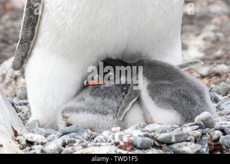 Gentoo Penguin, adulti con twinchicks, de Cuverville Island, Antartide 27 Dicembre 2018 Foto Stock