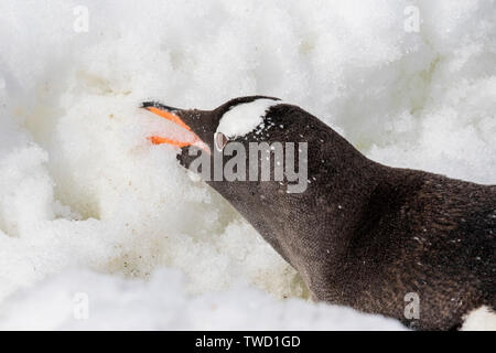 Gentoo Penguin, de Cuverville Island, Antartide 26 Gennaio 2019 Foto Stock