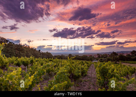 Serata colorata oltre il vigneto di Gigondas, Provenza, Francia Foto Stock