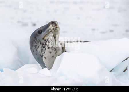 Guarnizione di Leopard, adulti giacente sul ghiaccio, Wilhelmina Bay, Antartide 26 Gennaio 2019 Foto Stock