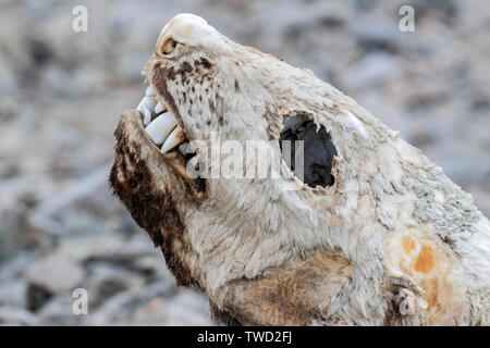 Mummificati guarnizione crabeater tela giacente sulla spiaggia, Red Rock Ridge Antartide 22 Gennaio 2019 Foto Stock