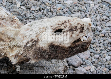 Mummificati guarnizione crabeater tela giacente sulla spiaggia, Red Rock Ridge Antartide 22 Gennaio 2019 Foto Stock