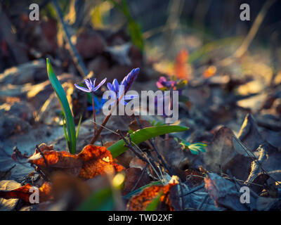 Blue snowdrops nella primavera soleggiata foresta. Bella scena a molla Foto Stock