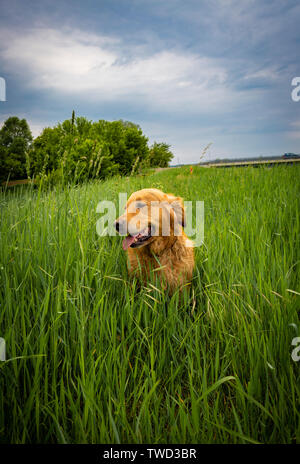 Golden Retriever in erba alta Foto Stock