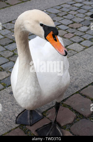 Il White Swan camminando sul marciapiede della città vista ingrandita Foto Stock