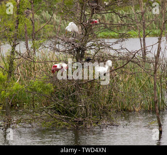 Protetto dalla loro isola rookery, due giovani Roseate spatole di guardare al di sopra di un possibile sito di nidificazione, circondato da nidificazione già Grande (Comune) garzette Foto Stock