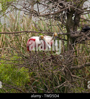 Protetto dalla loro isola rookery, Roseate due spatole di guardare al di sopra di un possibile sito di nidificazione al Smith Oaks Bird Sanctuary, Alta Isola, Texas. Foto Stock