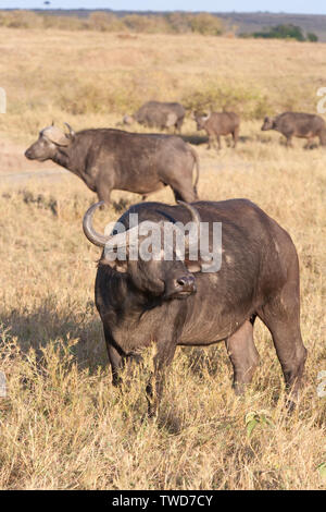 Bufalo d'acqua nel Masai Mara, Kenya Foto Stock