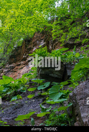 Le grandi foglie della Butterbur tra rocce in umido terreno ombreggiato. Messa a fuoco selettiva. Foto Stock