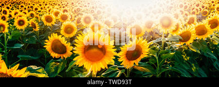 Girasole luminoso della testata sul campo con lens flare. Campo di girasoli Foto Stock