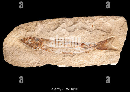 Pesci fossili (Prionolepis cataphractus). Del periodo Cretaceo . Cenomanian strati. Origine: Hjoula, Libano la cortesia di ZRS fossili, di Dominique Braud/Demb Foto Stock