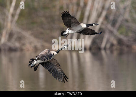 Controversia territoriale, coppia di Oche del Canada (Branta canadensis), Molla e USA, da Dominique Braud/Dembinsky Foto Assoc Foto Stock