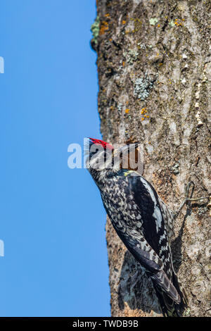 Femmina a becco giallo sapsucker portando cibo per i suoi pulcini. Foto Stock