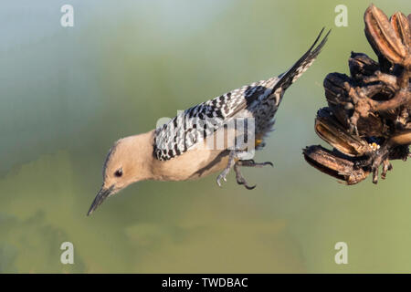 Picchio Gila femmina volanti (Melanerpes uropygialis) Southern Arizona Foto Stock