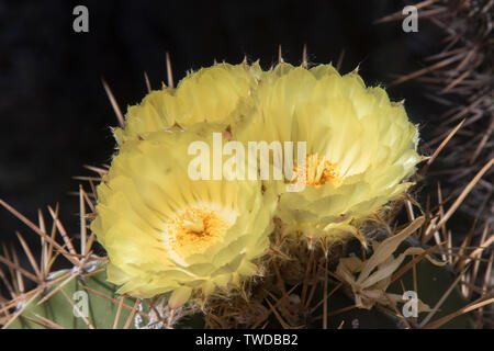 Star Cactus fiori (Astrophytum ornatum) Messico Foto Stock