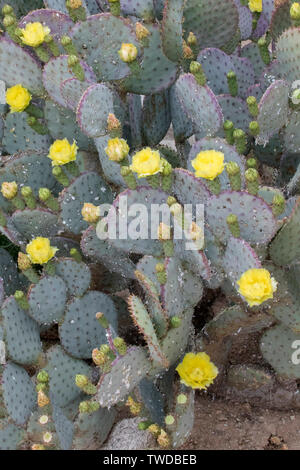 Viola Ficodindia Cactus fiori e boccioli (Opuntia macrocentra) Southern Arizona Foto Stock