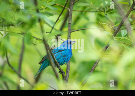 Maschio indigo bunting nella copertura spessa di Wisconsin settentrionale boscoso. Foto Stock