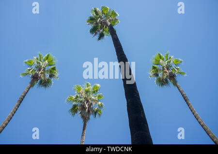 Alte palme contro il cielo blu. Sfondo Foto Stock