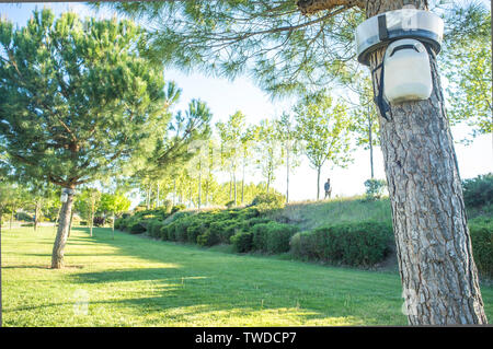 Alberi di pino con processionary trappola. Parco pubblico Foto Stock