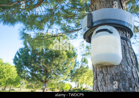 Pino con processionary trappola. Parco pubblico Foto Stock