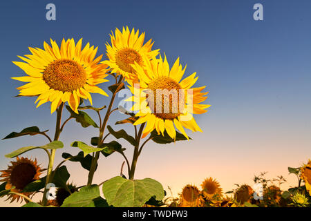 Tre belle distese di girasoli in campo contro il cielo di sera Foto Stock