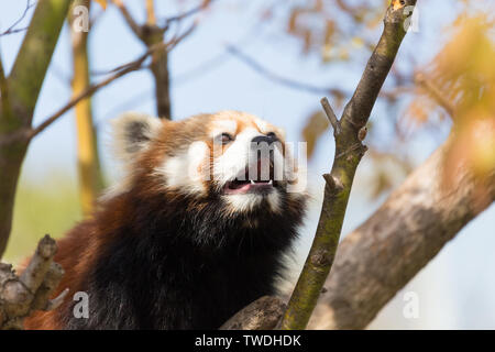 Panda rosso su una struttura ad albero Foto Stock