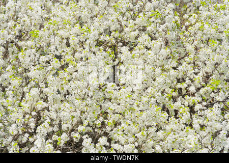 Chiudere la vista dei fiori bianchi di peri accanto al lago di Jefferson incandescente sotto il sole a San Louis Forest Park su una giornata di primavera. Foto Stock