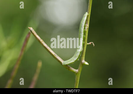 Un bel colore arancione-punta Butterfly Caterpillar, Anthocharis cardamines, alimentazione su un aglio mostarda. Foto Stock