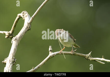 Una bella Whitethroat, Sylvia communis, appollaiate su un ramo di un albero con materiale di nidificazione nel suo becco. Foto Stock