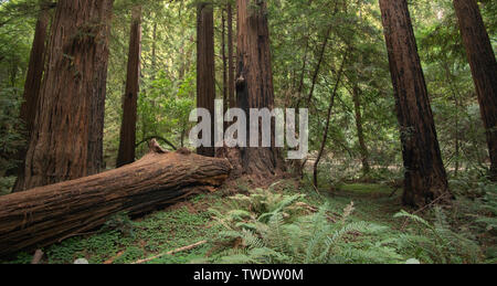 Grande caduto albero di sequoia nel parco nazionale Muir Woods, California. Nota per il torreggiante Redwoods appena a nord di San Francisco. Foto Stock
