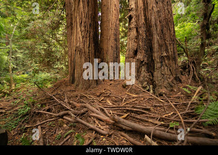 Qualche ramo detriti alla base di grandi alberi di sequoia nel parco nazionale Muir Woods. Nota per il torreggiante Redwoods appena a nord di San Francisco. Foto Stock