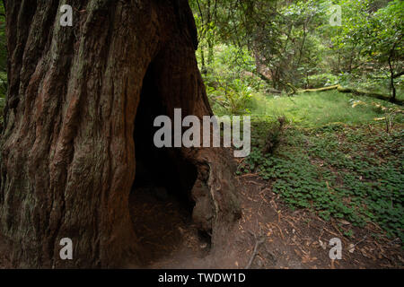 Un esame dettagliato albero di sequoia scavata moncone nel parco nazionale Muir Woods. Muir Woods è situato a nord di San Francisco in Mill Valley, CA. Foto Stock