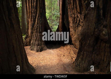 Vista ravvicinata di albero di sequoia di monconi in parco nazionale Muir Woods. Muir Woods National Monument è parte della California Golden Gate National Recreation Foto Stock