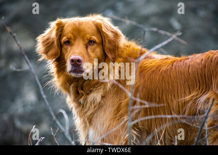 Duck Toller a caccia di uccelli nel tempo di caduta Foto Stock