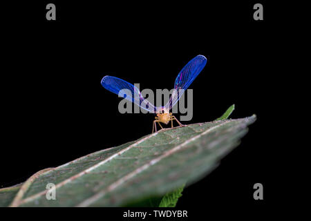 Maglia a manica lunga cicala di cera Foto Stock
