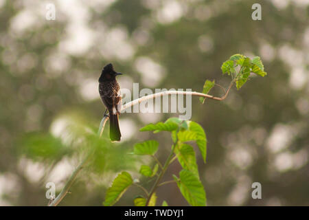 Rosso-sfiatato Bulbul noto anche come Bulbuli, a Baikka Beel nel distretto di Khulna in Bangladesh. Foto Stock