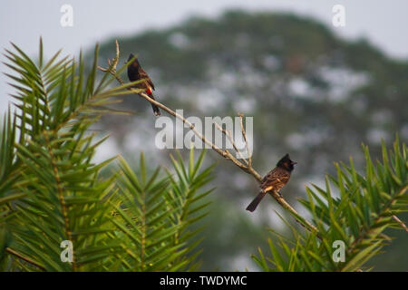 Rosso-sfiatato Bulbul noto anche come Bulbuli, a Baikka Beel nel distretto di Khulna in Bangladesh. Foto Stock