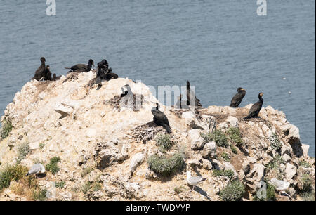 Il cormorano (Phalacrocorax carbo) nidi su una pila di mare in Marsden Bay, a nord-est dell' Inghilterra, Regno Unito Foto Stock